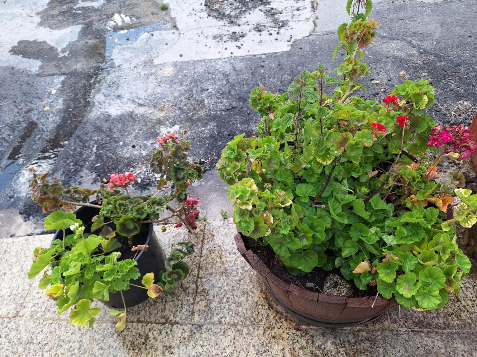 Pension O Corazon Da Ribeira Sacra La Teijeira エクステリア 写真