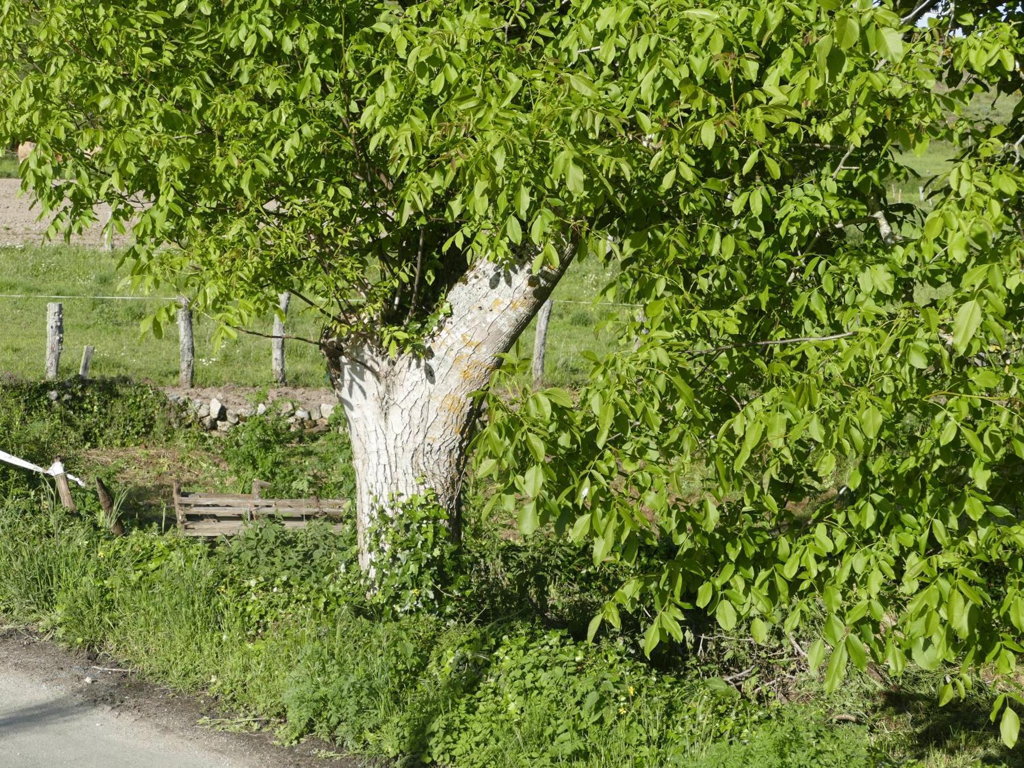 Pension O Corazon Da Ribeira Sacra La Teijeira エクステリア 写真